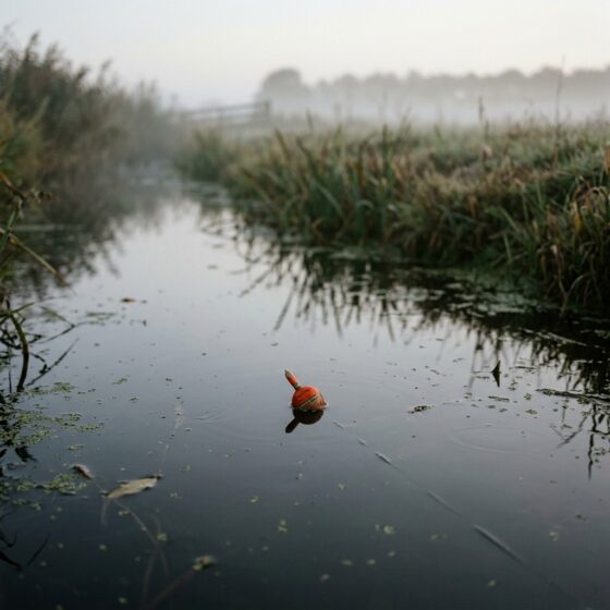 Oranje visdobber op het stille water van een Nederlandse sloot in de ochtendmist met riet op de achtergrond