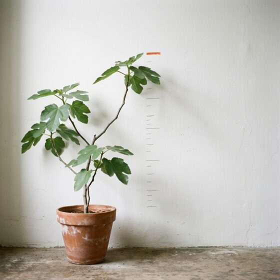 Jonge vijgenboom in een terracotta pot voor een witte muur met potloodstreepjes die de groei laten zien, de hoogste streep is oranje